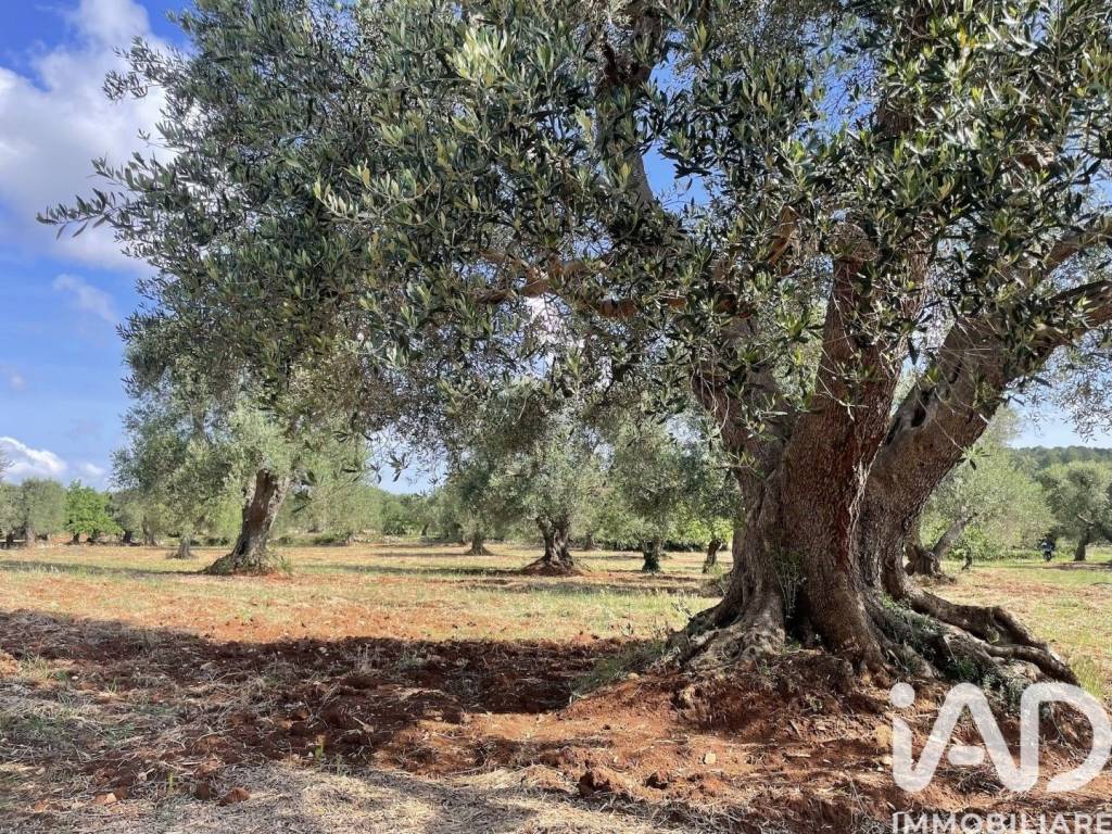 immagine annuncio 6 di 8