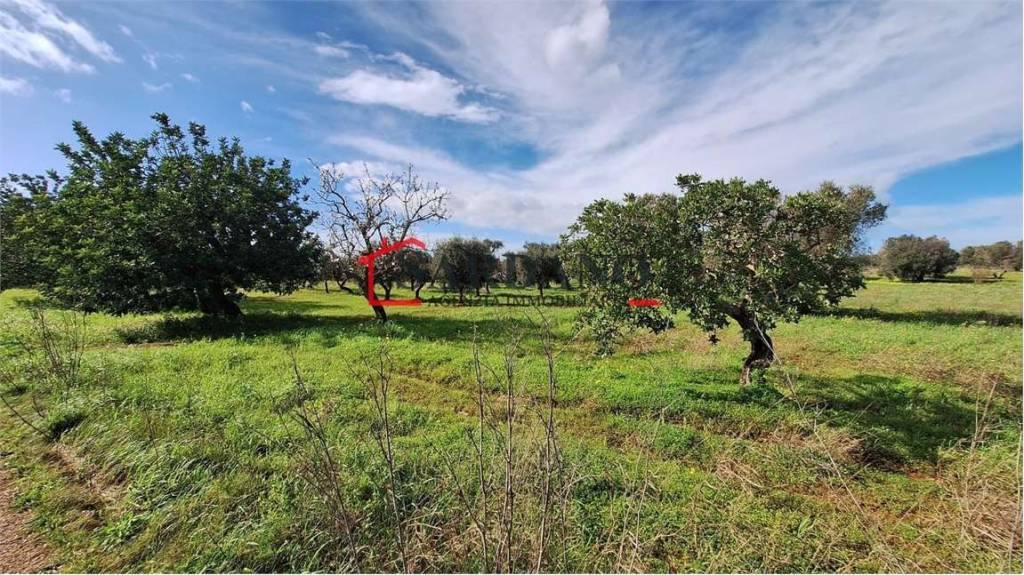 immagine annuncio 3 di 8