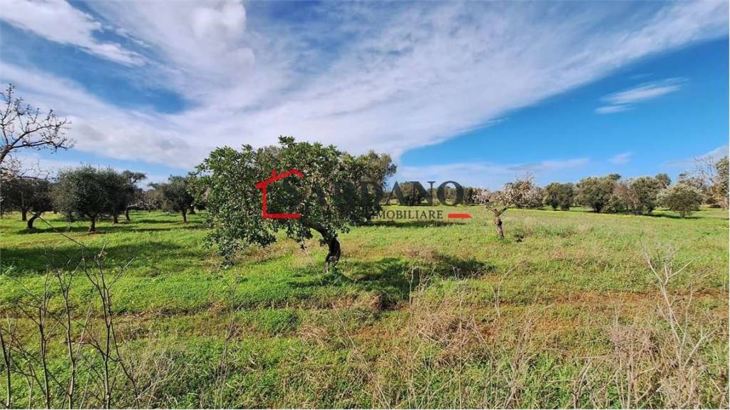 immagine annuncio 6 di 8