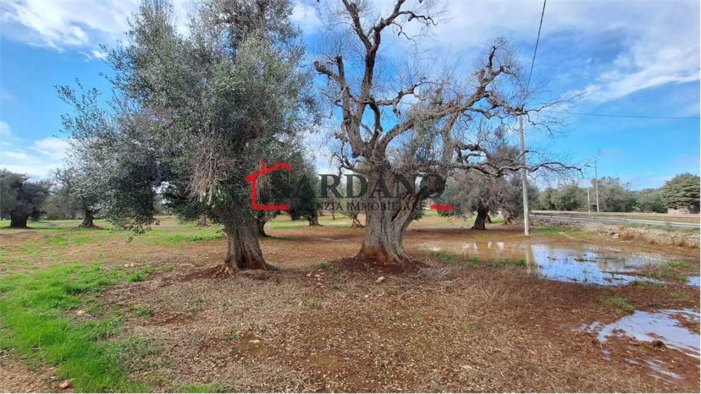 immagine annuncio 1 di 4