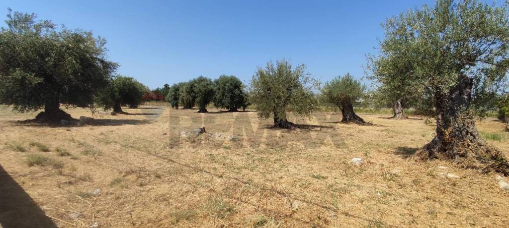 immagine annuncio 4 di 8