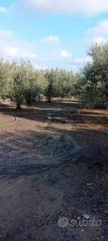 immagine annuncio 1 di 2