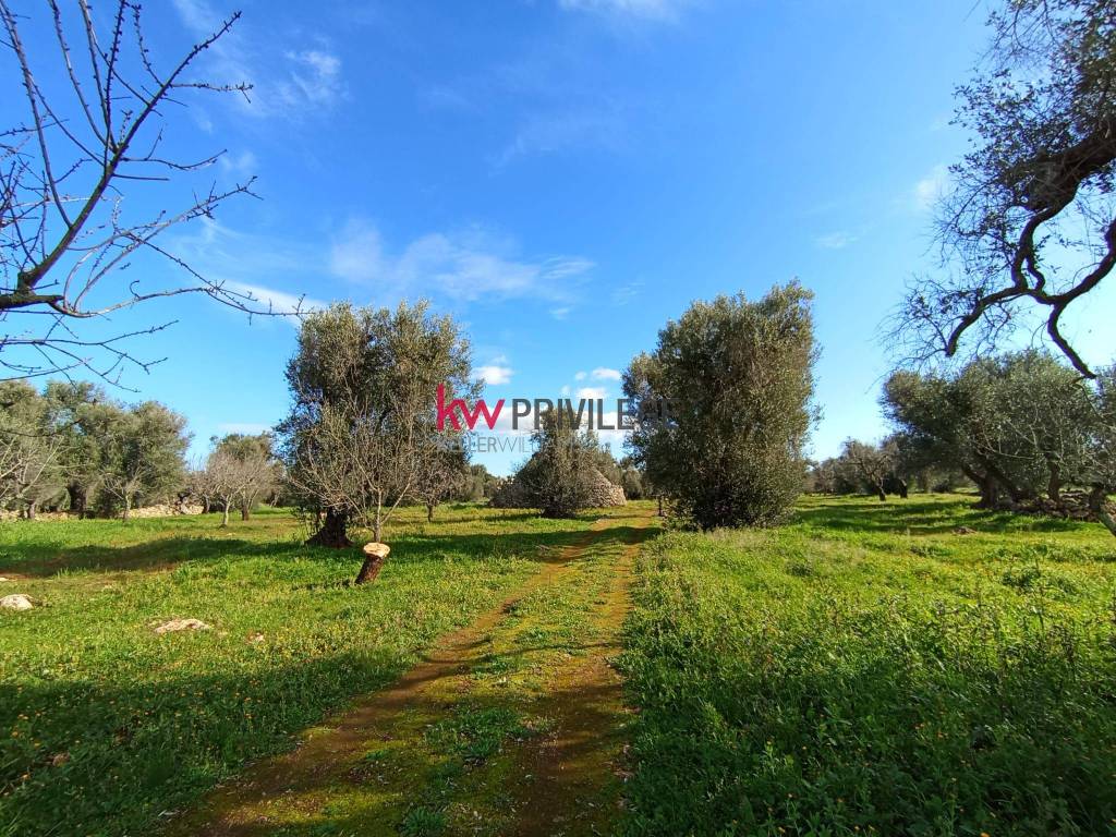 immagine annuncio 11 di 12