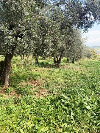 immagine annuncio 3 di 6