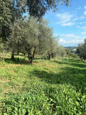 immagine annuncio 5 di 6