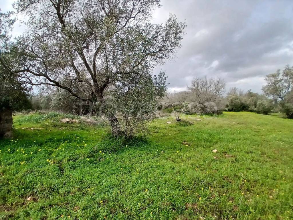 immagine annuncio 2 di 8