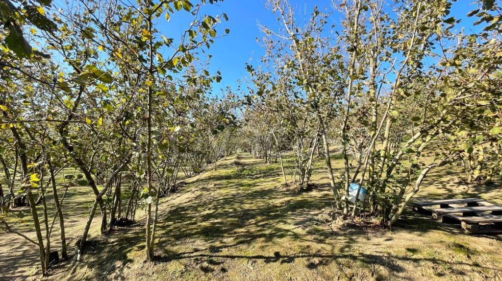 immagine annuncio 1 di 7