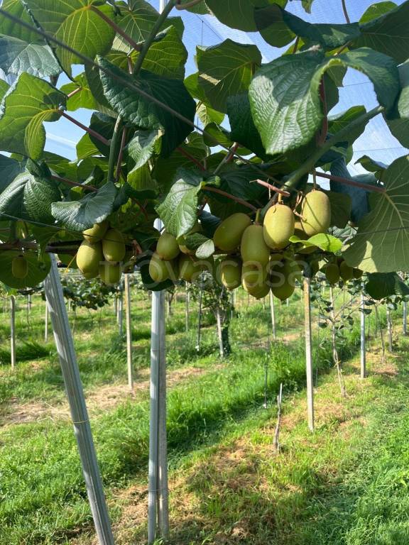 immagine annuncio 1 di 6