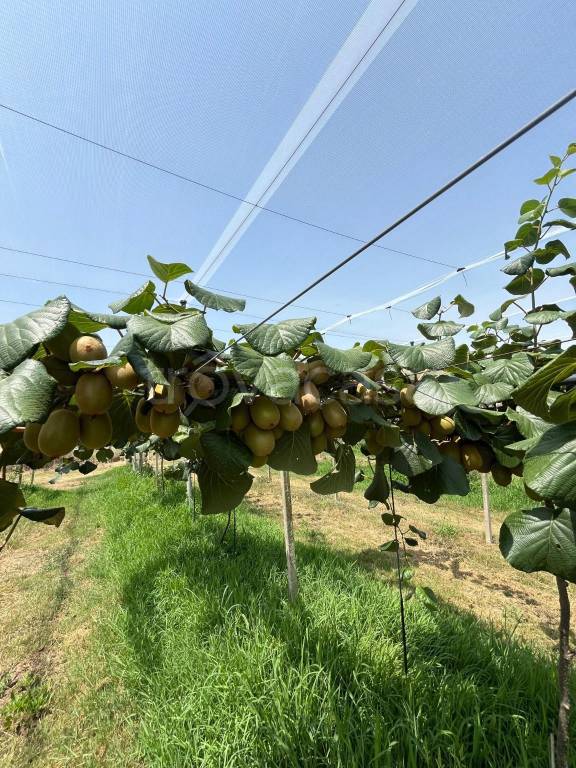 immagine annuncio 2 di 6