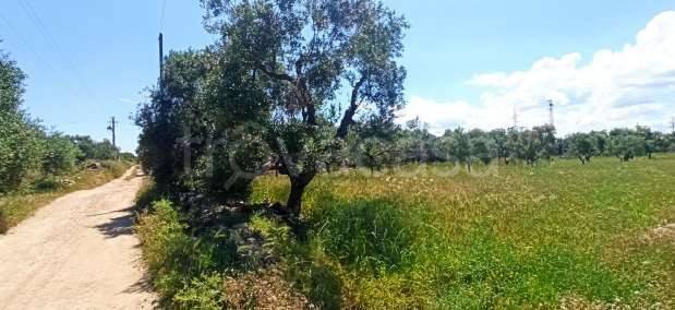 immagine annuncio 2 di 11