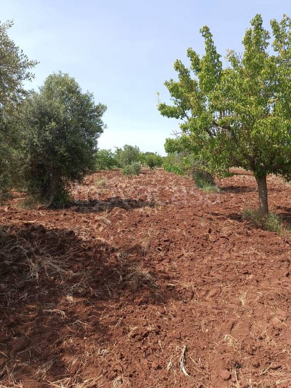 immagine annuncio 4 di 11