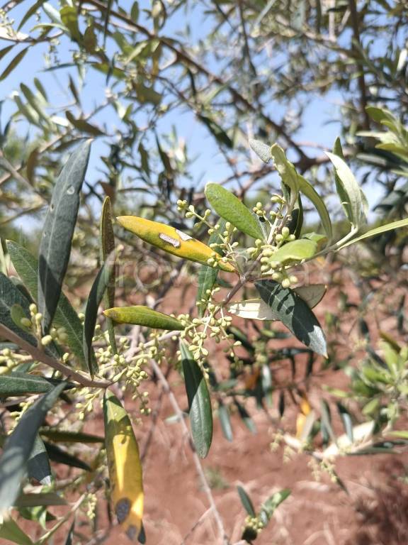 immagine annuncio 5 di 11