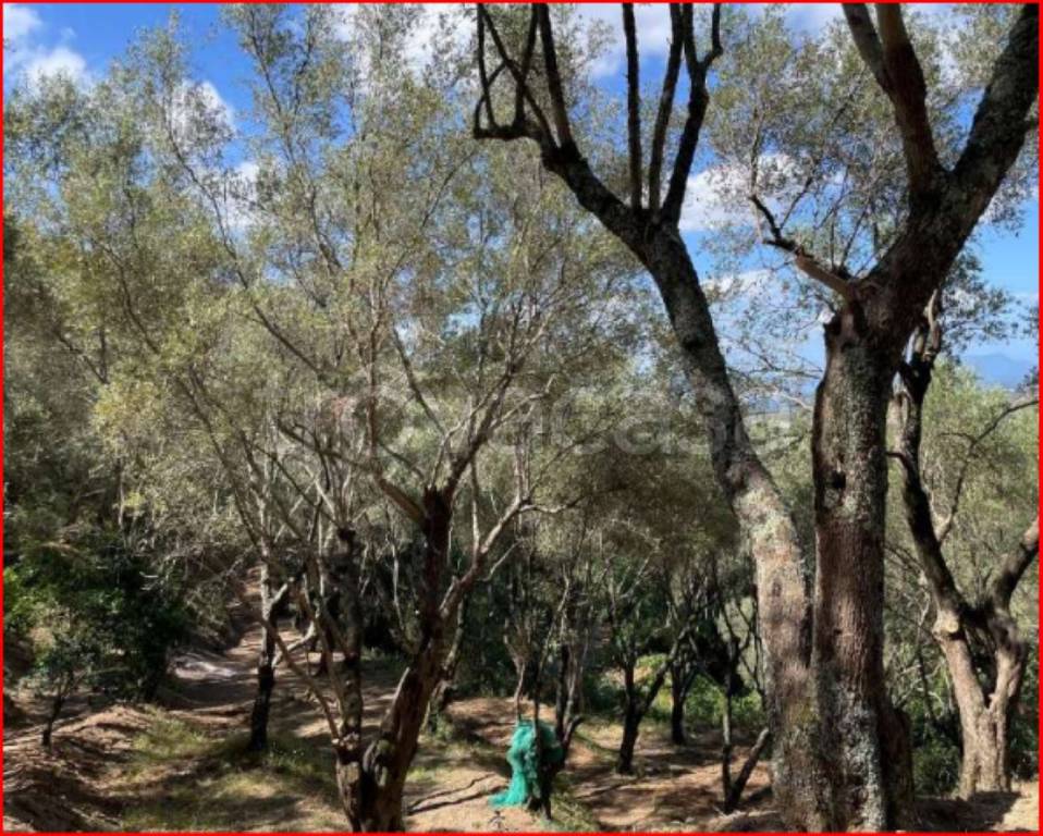 immagine annuncio 12 di 13