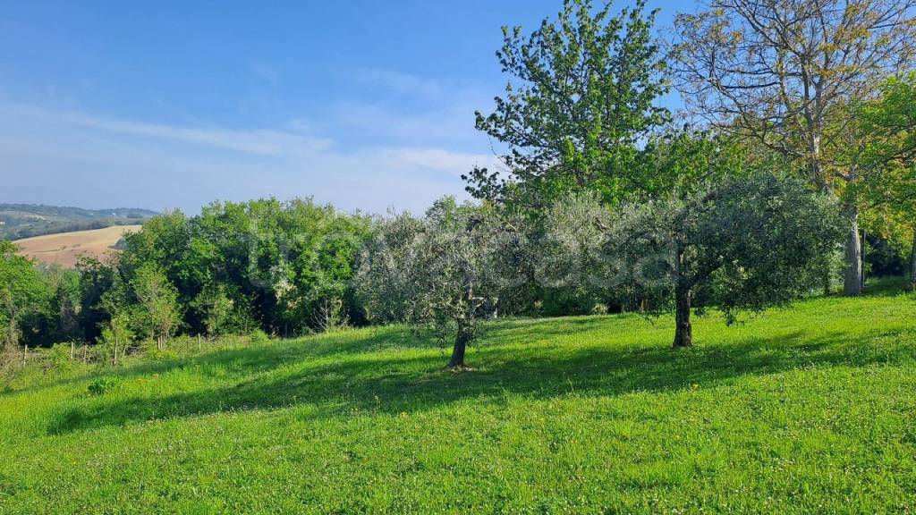 immagine annuncio 7 di 13