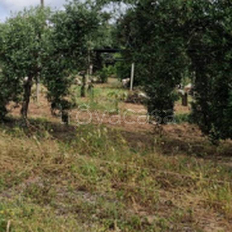 immagine annuncio 9 di 12