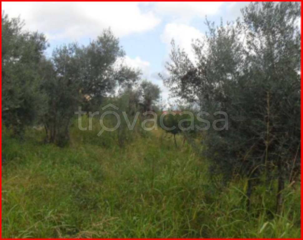 immagine annuncio 4 di 12