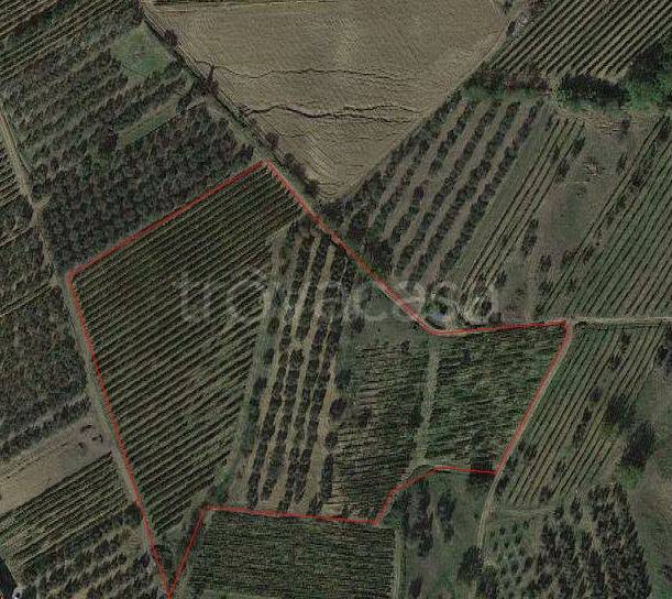 immagine annuncio 12 di 14