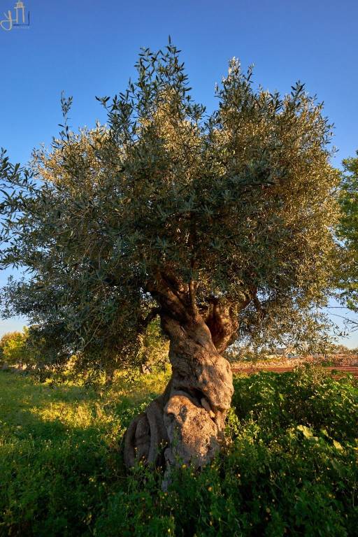 immagine annuncio 6 di 7