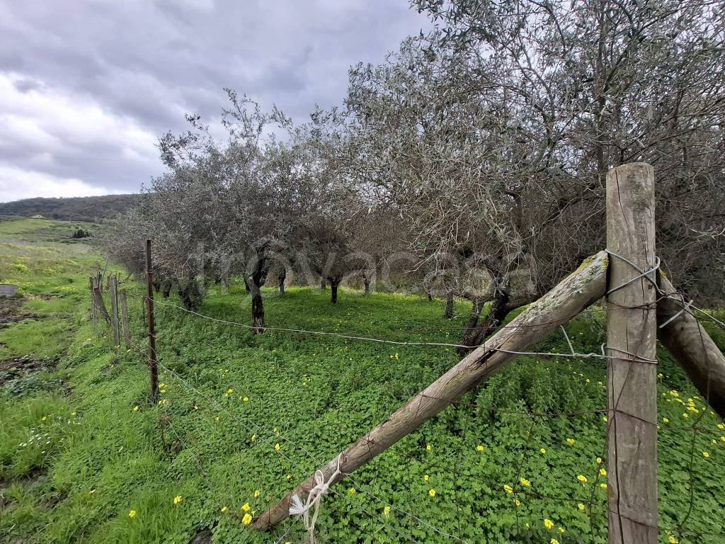 immagine annuncio 2 di 6