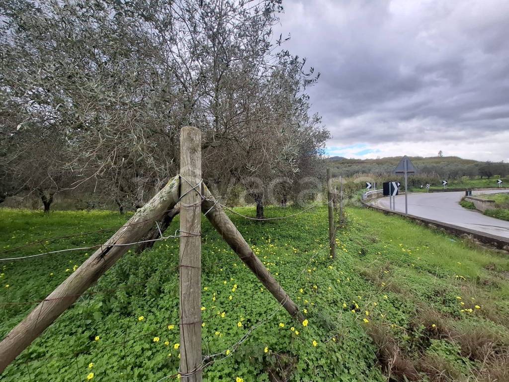 immagine annuncio 3 di 6