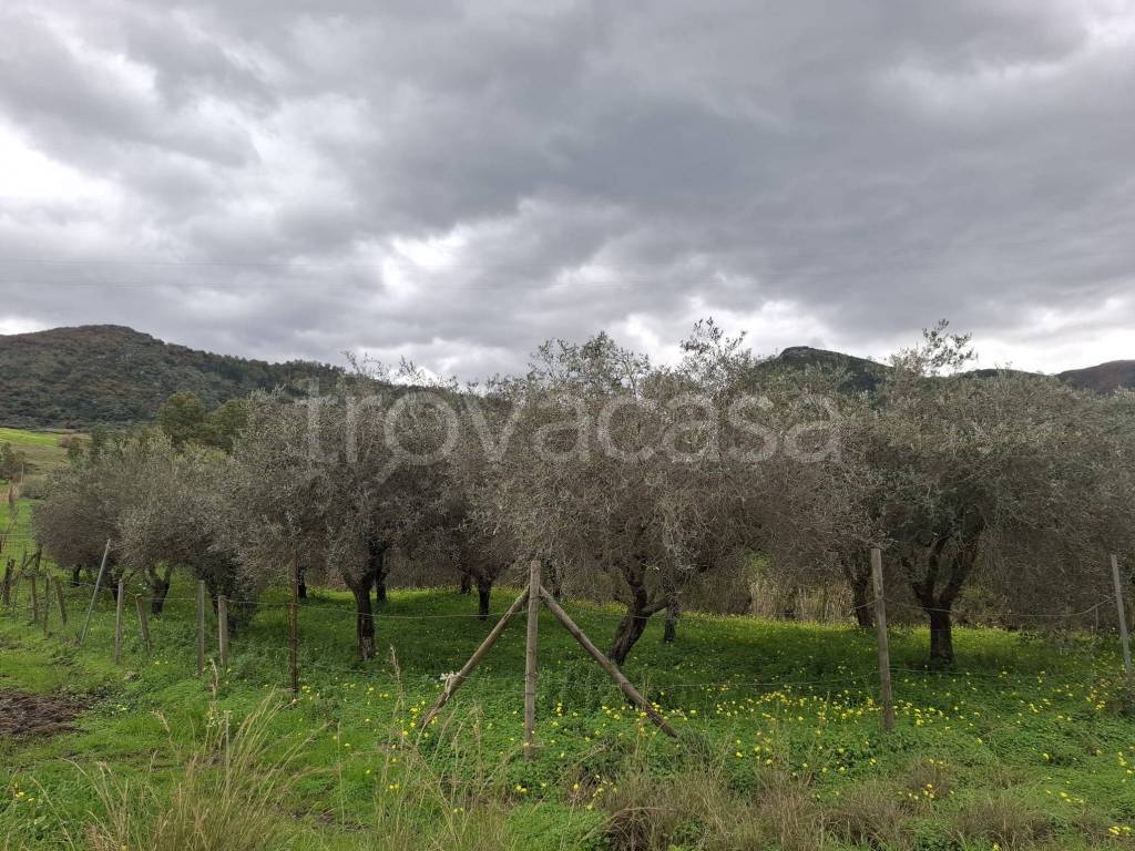 immagine annuncio 5 di 6