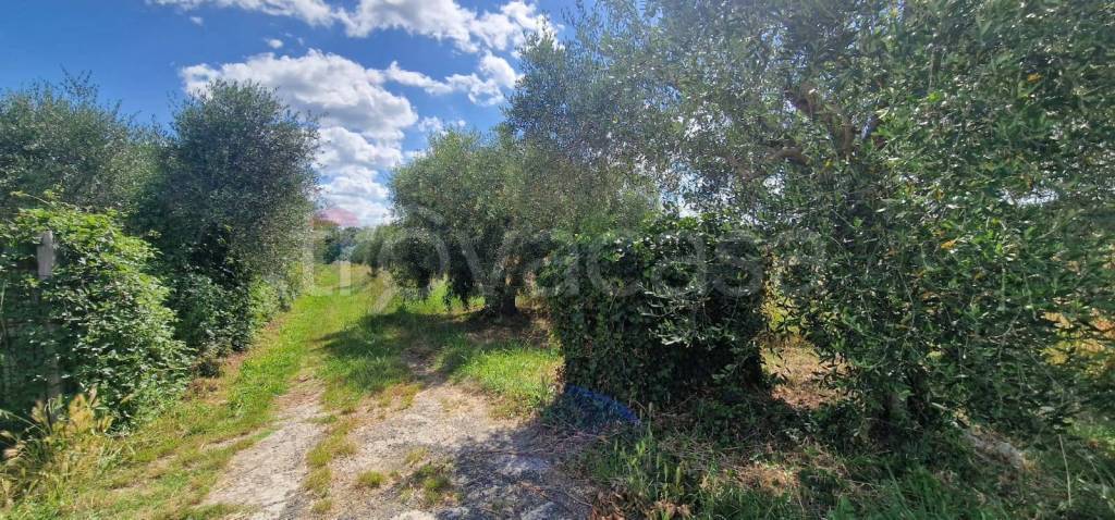 immagine annuncio 3 di 14