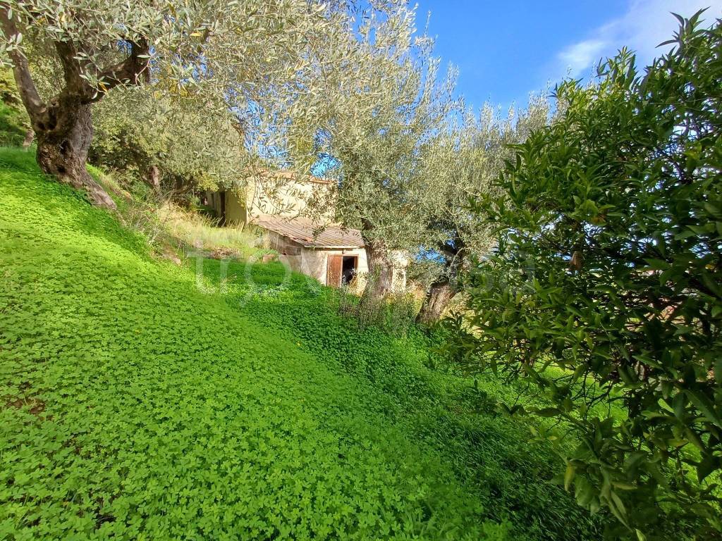 immagine annuncio 5 di 8