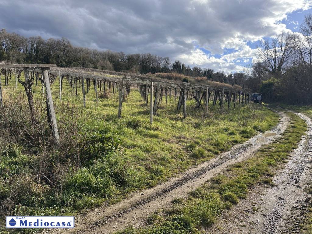 immagine annuncio 6 di 11