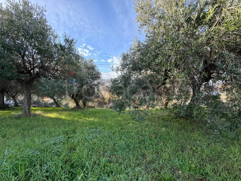 immagine annuncio 6 di 12