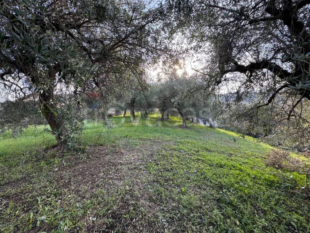 immagine annuncio 10 di 12