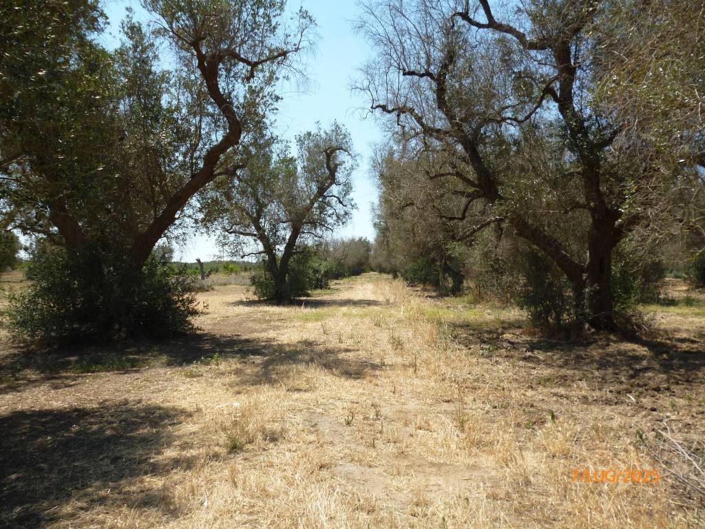 immagine annuncio 1 di 2