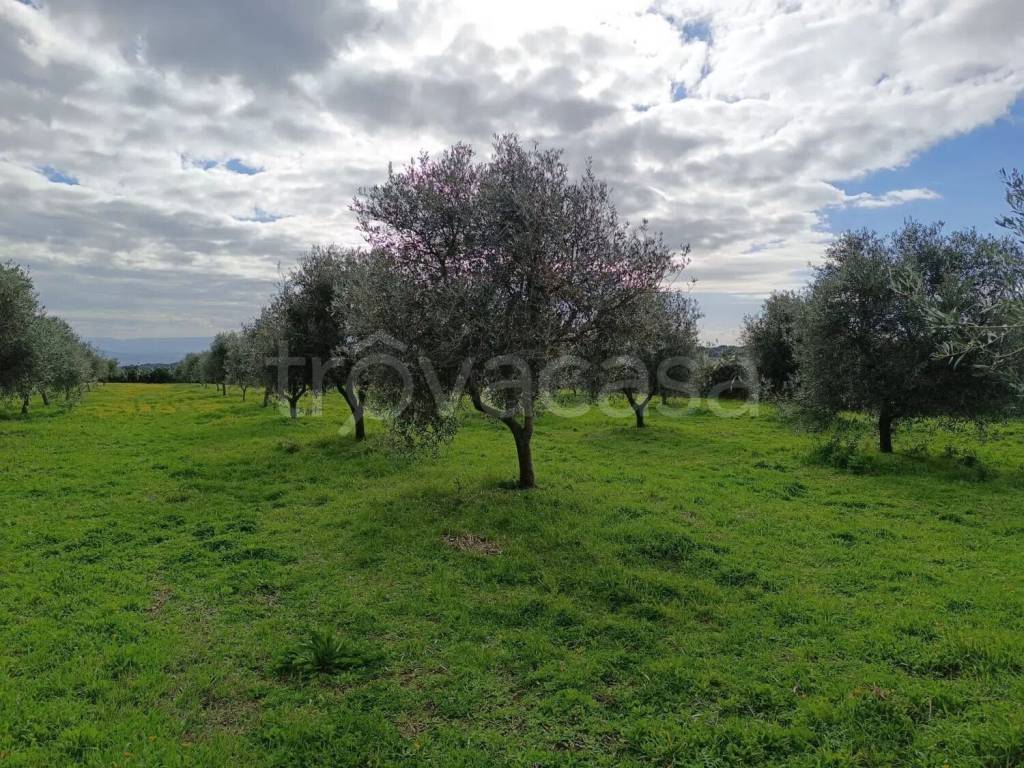 immagine annuncio 2 di 4