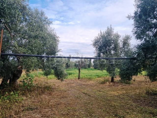 immagine annuncio 1 di 6