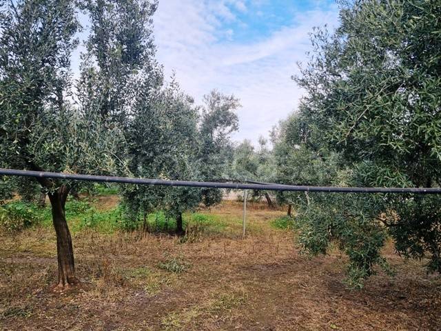 immagine annuncio 2 di 6