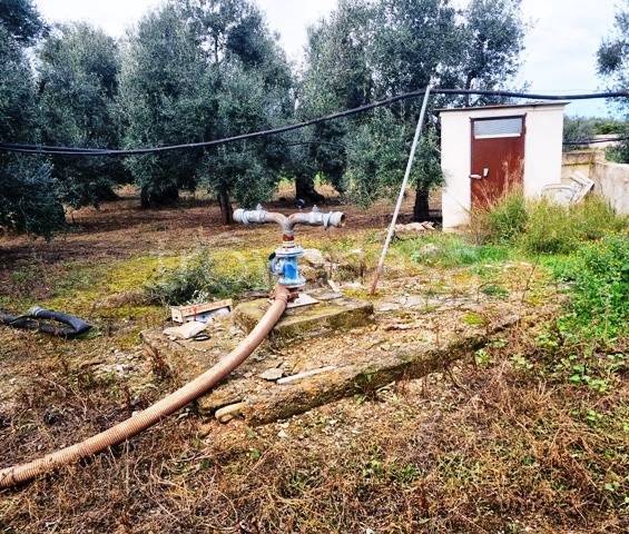 immagine annuncio 3 di 6