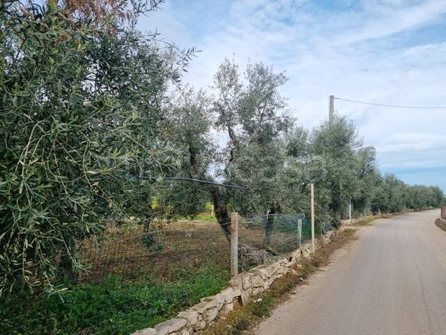 immagine annuncio 5 di 6