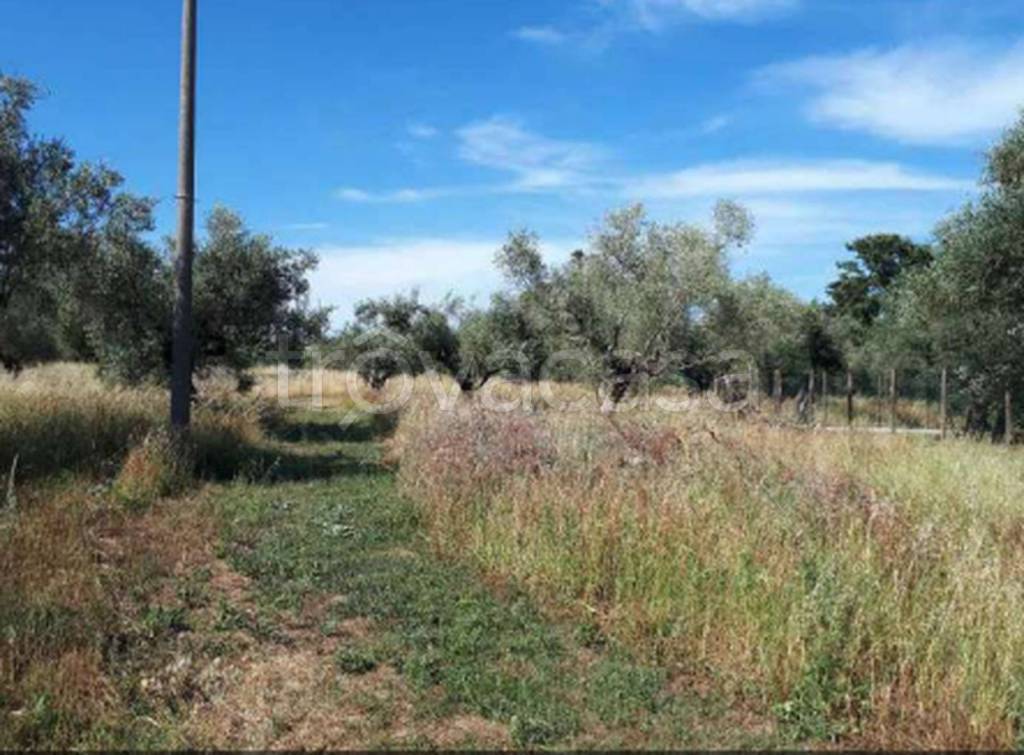 immagine annuncio 5 di 12