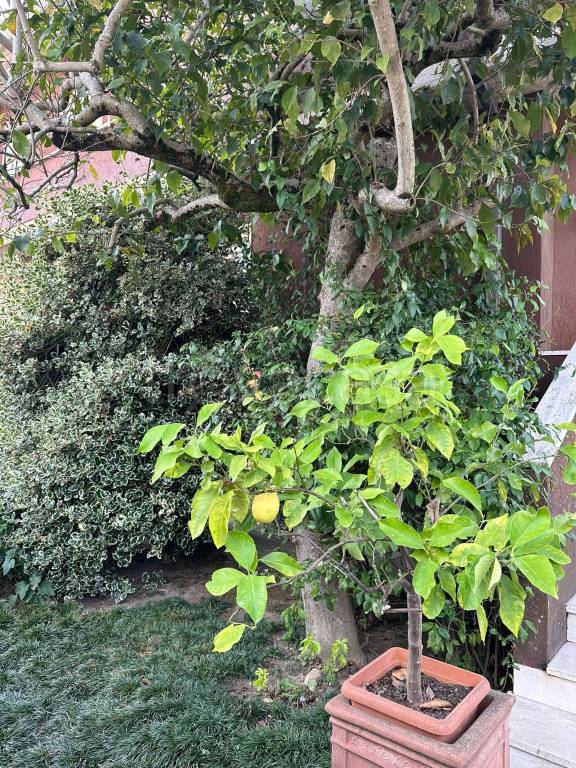 immagine annuncio 6 di 7