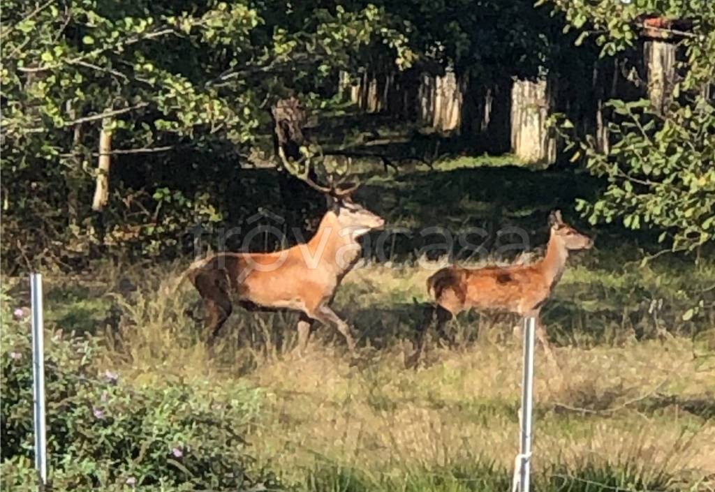 immagine annuncio 12 di 14