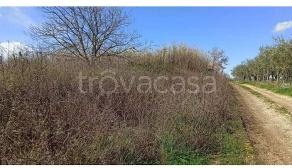 immagine annuncio 4 di 12