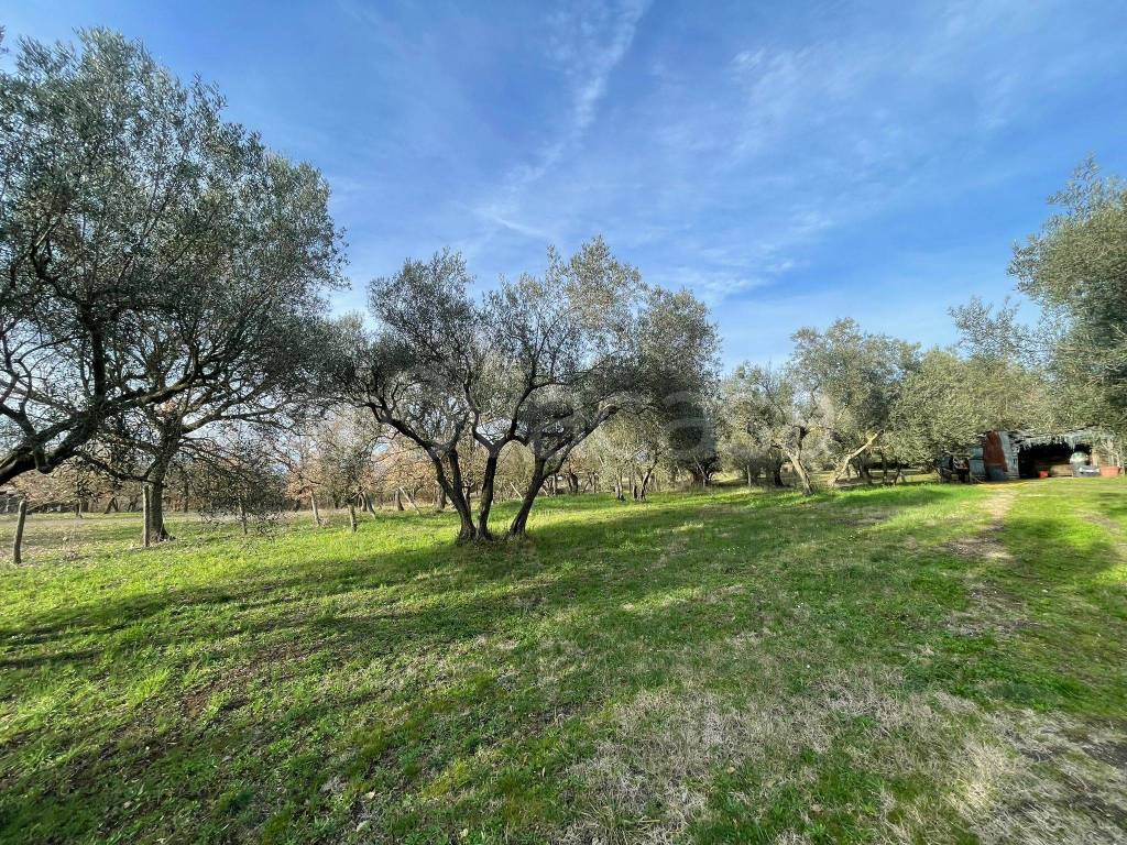 immagine annuncio 5 di 13