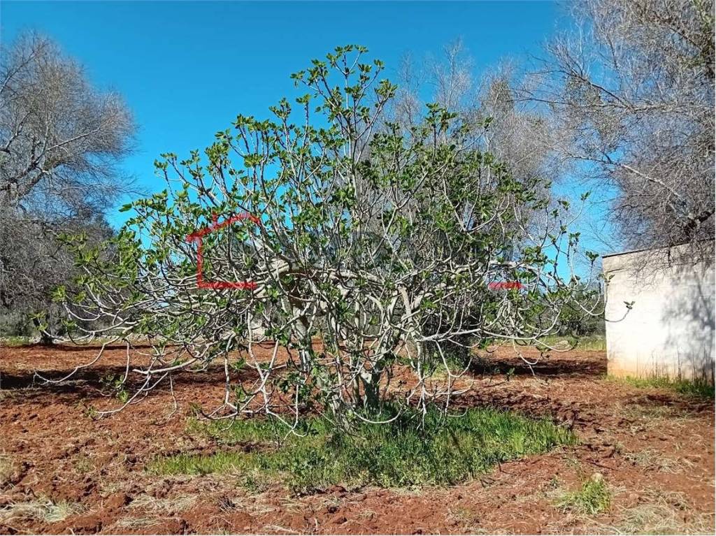 immagine annuncio 4 di 6