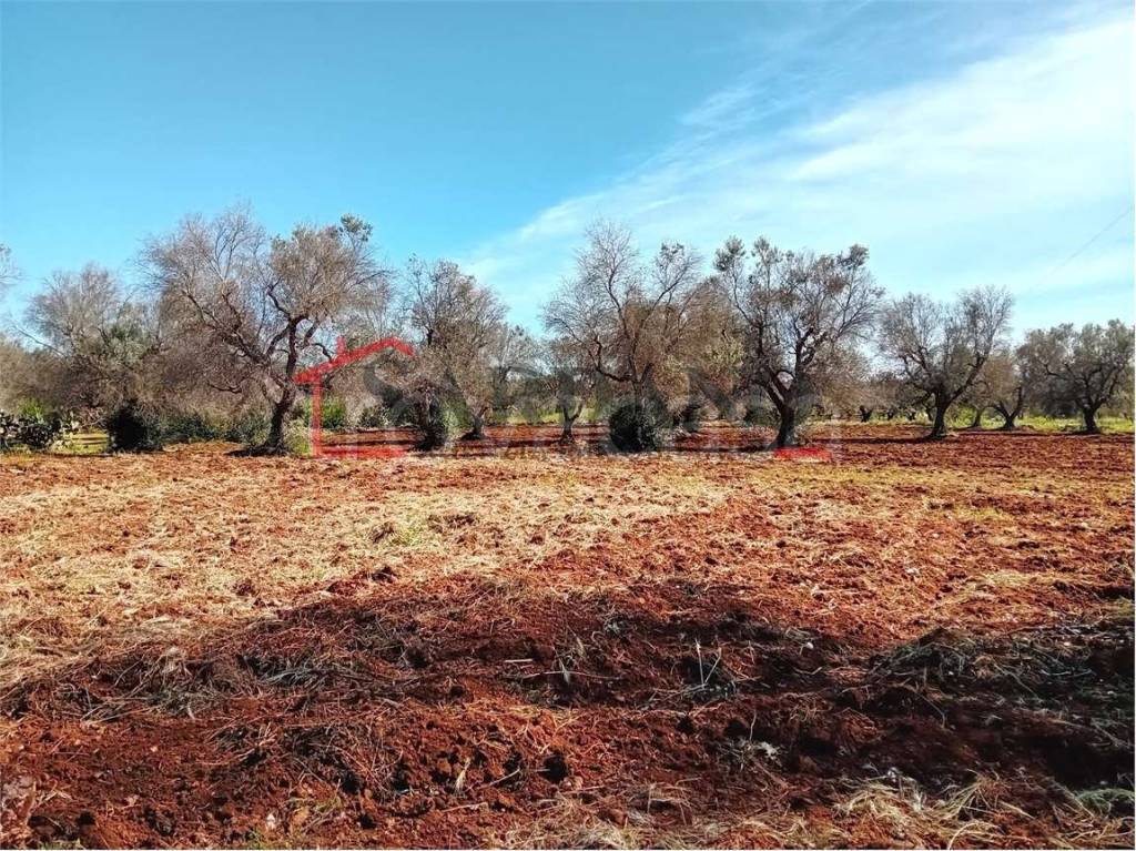 immagine annuncio 5 di 6