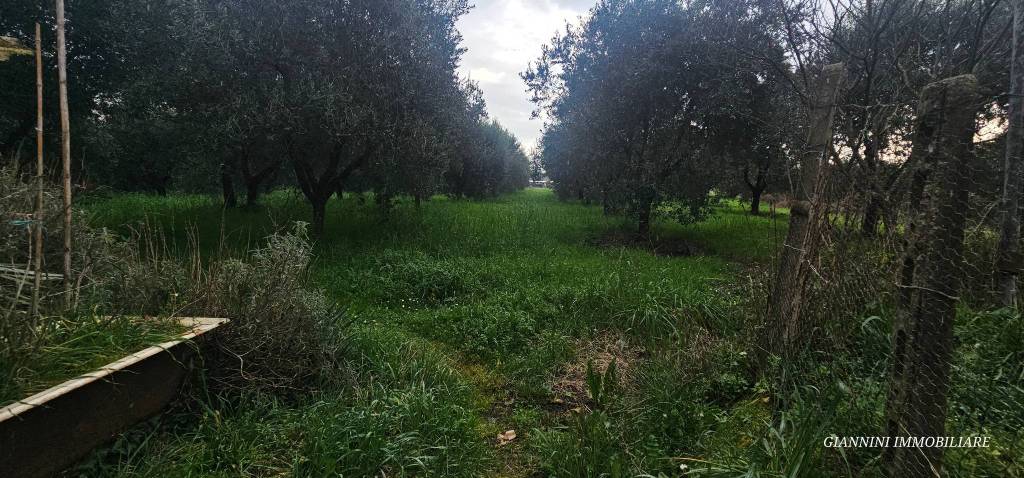 immagine annuncio 11 di 13