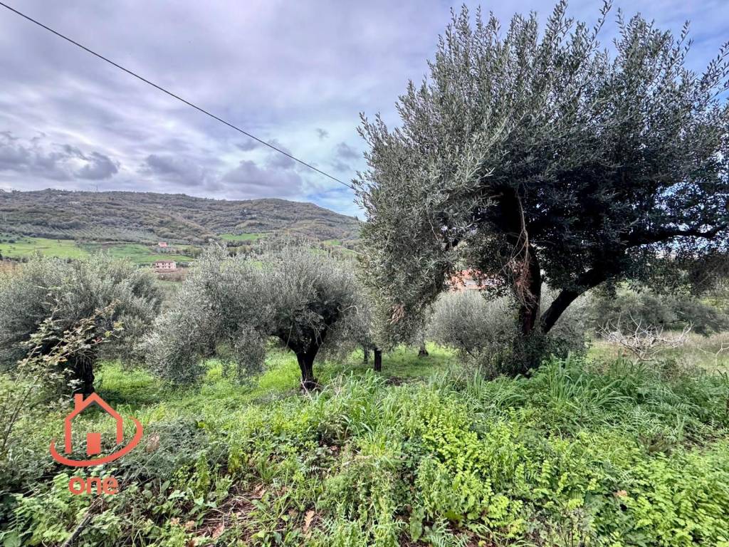 immagine annuncio 7 di 14