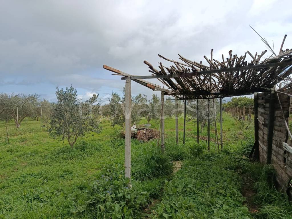 immagine annuncio 3 di 12