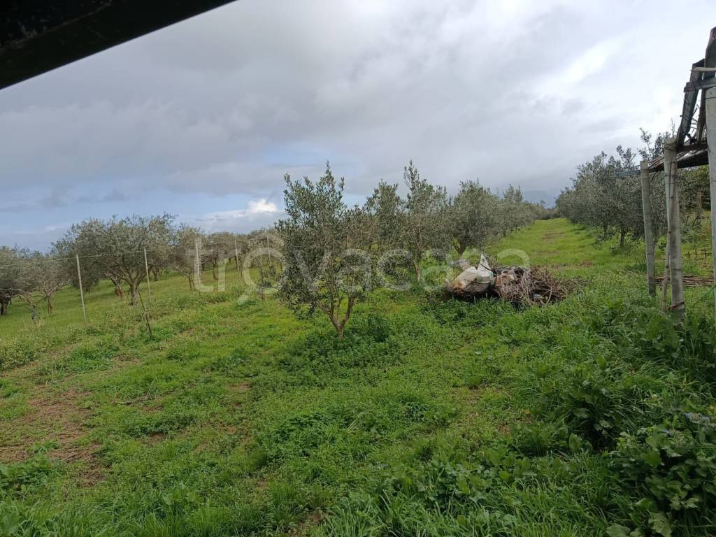 immagine annuncio 5 di 12