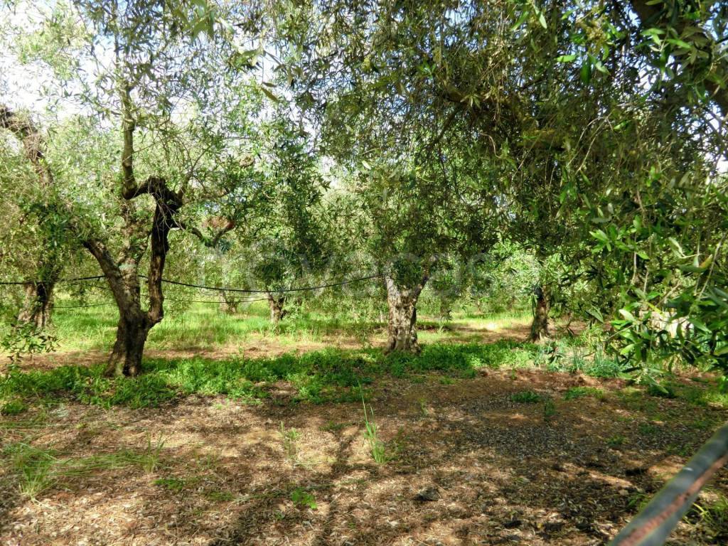 immagine annuncio 5 di 14