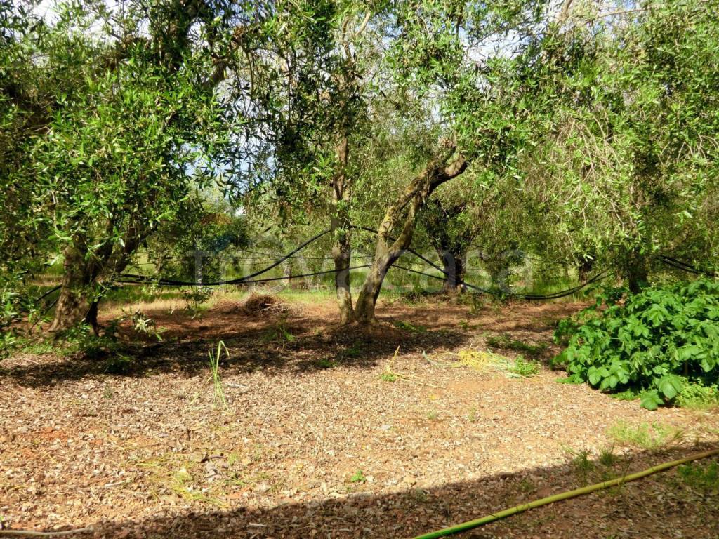 immagine annuncio 7 di 14