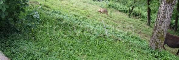 immagine annuncio 1 di 14